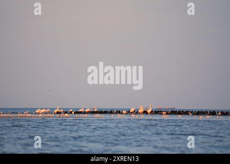 Troupeau de pélicans et d'oiseaux de mer reposant sur un banc de sable dans la mer Noire près de Sulina, Roumanie Banque D'Images