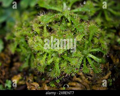 Gros plan cuillère plante de soleil à feuilles,drosera spatulta capensis ,Fraser Island spatula sundew ,plante carnivore , Banque D'Images