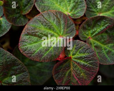 Feuille de feuillage en gros plan de Begonia rex Chloroneura plants Emerald Giant Begoniaceae ,Begonia soli mutata ,Sun-Changing ,feuilles fond, Banque D'Images