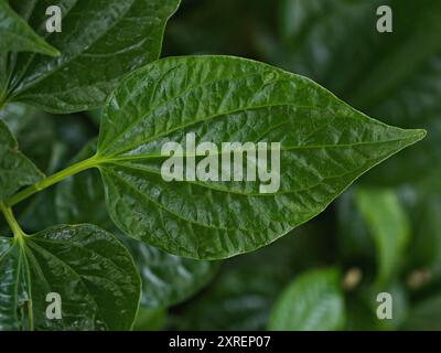 Gros plan plante de bétel verte, Piper betle, Piperaceae, qui comprend le poivre et le kava, Paan, Piper sarmentosum plante d'herbe, Cha plu Banque D'Images