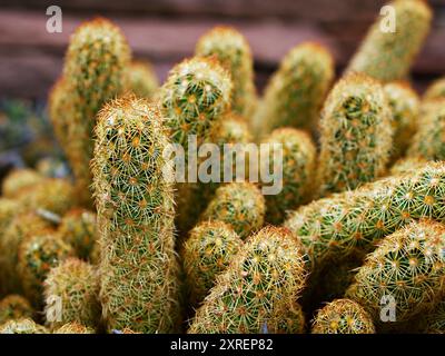 Macro cactus Mammillaria elongata rubra cuivre King, dentelle d'or Cactus étoiles d'or, Lady Fingers Desert plantes avec fond de foyer sélectif doux, a Banque D'Images