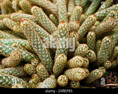 Macro cactus Mammillaria elongata rubra cuivre King, dentelle d'or Cactus étoiles d'or, Lady Fingers Desert plantes avec fond de foyer sélectif doux, a Banque D'Images