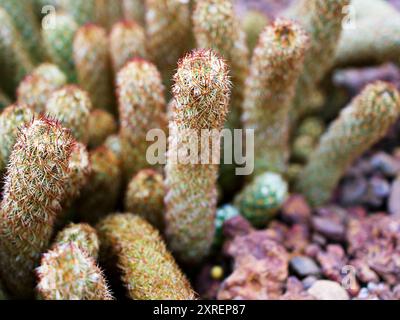 Macro cactus Mammillaria elongata rubra cuivre King, dentelle d'or Cactus étoiles d'or, Lady Fingers Desert plantes avec fond de foyer sélectif doux, a Banque D'Images