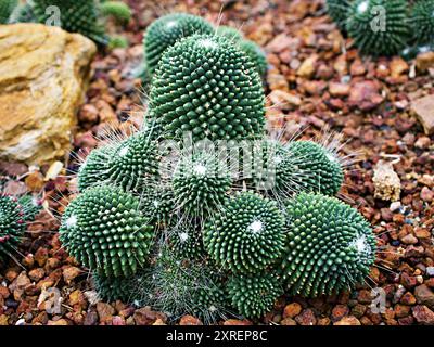 Plante du désert de cactus Mammillaria carnea Pandan , herbes Cacti médicinales Banque D'Images