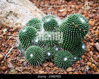 Plante du désert de cactus Mammillaria carnea Pandan , herbes Cacti médicinales Banque D'Images