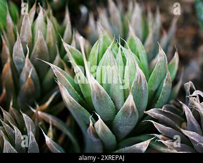 Plante succulente Haworthia mucronata ,Asphodelaceae ,Haworthia decipiens , Cooperi ,Cymbiformis ,Marumiana ,Haworthias ,Glassrim Haworthia Banque D'Images