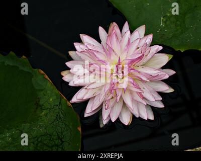 Fleur rose Nymphaea nouchali var. Caerulea ,plantes de lotus égyptiennes ,Nymphaeaceae Banque D'Images