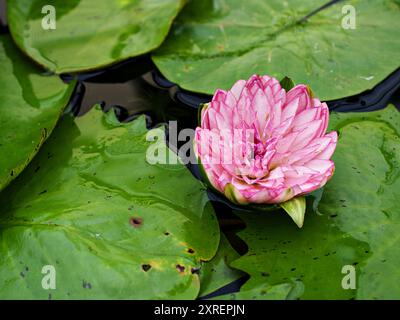 Fleur rose Nymphaea nouchali var. Caerulea ,plantes de lotus égyptiennes ,Nymphaeaceae Banque D'Images