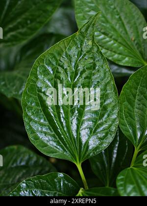 Gros plan plante de bétel verte, Piper betle, Piperaceae, qui comprend le poivre et le kava, Paan, Piper sarmentosum plante d'herbe, Cha plu Banque D'Images