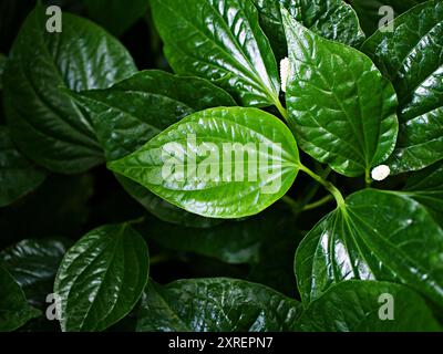 Gros plan plante de bétel verte, Piper betle, Piperaceae, qui comprend le poivre et le kava, Paan, Piper sarmentosum plante d'herbe, Cha plu Banque D'Images