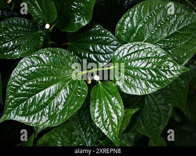 Gros plan plante de bétel verte, Piper betle, Piperaceae, qui comprend le poivre et le kava, Paan, Piper sarmentosum plante d'herbe, Cha plu Banque D'Images