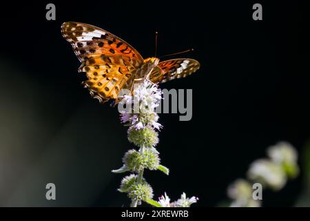 Papillon fritillaire tropical ou indien femelle (Argynnis hyperbius) dans un parc de Kanagawa, au Japon. Kanagawa, Japon. Banque D'Images