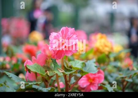 La photographie en gros plan capture la beauté vibrante des bégonias en fleurs dans le jardin fleuri Banque D'Images