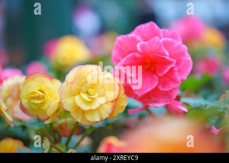 La photographie en gros plan capture la beauté vibrante des bégonias en fleurs dans le jardin fleuri Banque D'Images