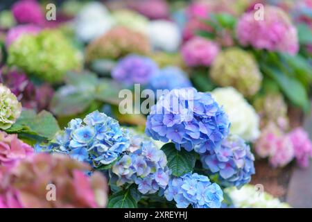 Hydrangea macrophylla tête de fleur violette brillante en gros plan. Fleur violette Hortensia. Plante française en floraison d'hortensia. Banque D'Images