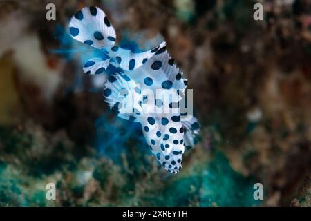 Un jeune mérou à bosse, Cromileptes altivelis, nage dans le détroit de Lembeh, en Indonésie. Ce beau poisson a un motif noir et blanc unique. Banque D'Images