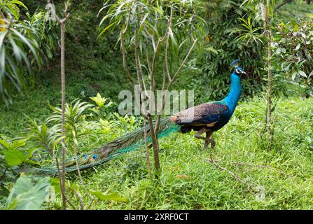 Une photo d'un paon autour de la verdure au KL Bird Park. Banque D'Images