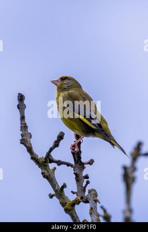 Greenfinch repéré dans la réserve naturelle de Turvey, Dublin. Se nourrit de graines, de fruits et d'insectes. Généralement trouvé dans les bois, les parcs et les haies à travers EUR Banque D'Images