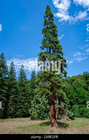 Cèdre rouge occidental (Thuja plicata = Thuja gigantea), Cupressaceae. grand conifère, plante ornementale. Château de Sammezzano, Toscane, Italie. Banque D'Images