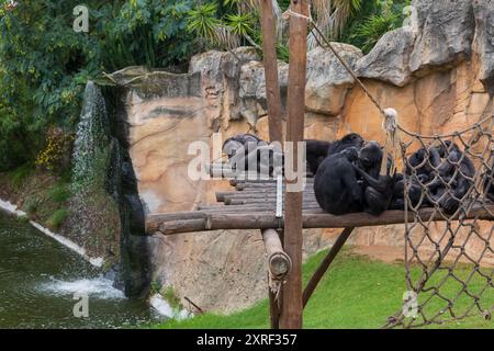 Le chimpanzé (Pan troglodytes) enclos avec cascade dans le jardin zoologique de Lisbonne, Portugal, chimpanzés assis sur une plate-forme en bois, animal dans la fami Banque D'Images