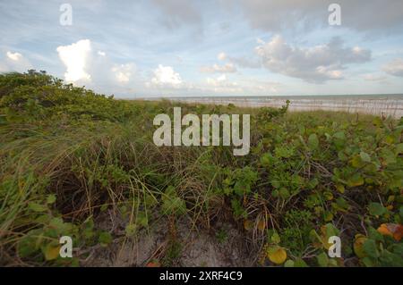 Angle de vue vue vue vers le sud dans le soleil tôt le matin sur le premier plan vert des raisins de mer et de l'avoine de mer. Au Pass-a-grille Beach dans le complexe Pete Beach Banque D'Images