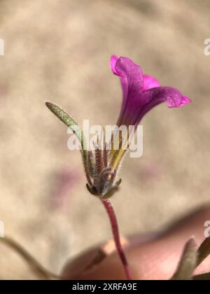 Tapis violet désert (Nama demissa demissa) Plantae Banque D'Images
