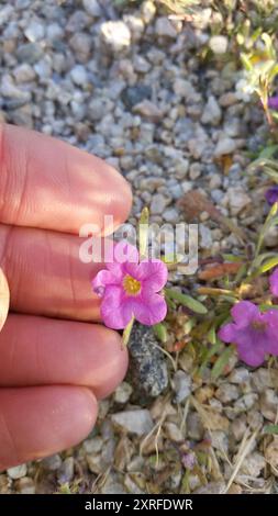 Tapis violet (Nama demissa) Plantae Banque D'Images