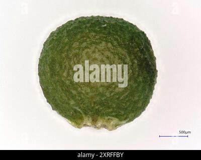 Fumaria densiflora (Fumaria densiflora) Plantae Banque D'Images