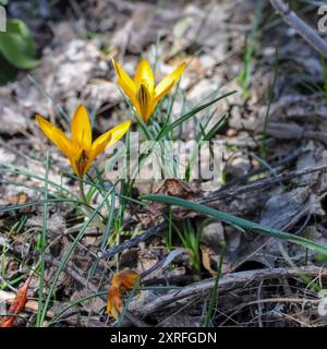 Tissu d'or Crocus (Crocus angustifolius) Plantae Banque D'Images