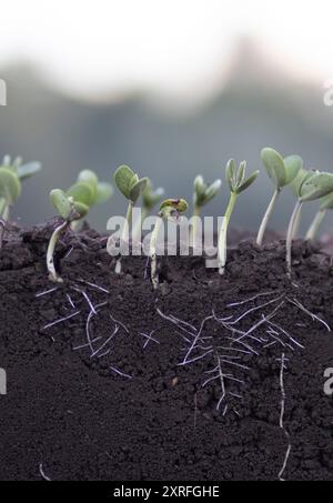 Jeunes plants de soja avec racines dans le sol Banque D'Images