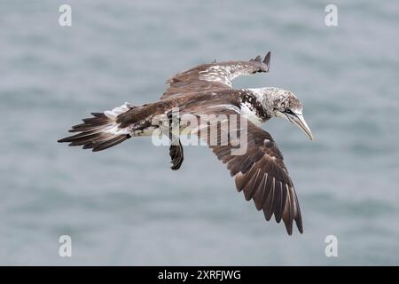 Gannet du Nord, Morus bassanus oiseau immature en vol RSPB falaises de Bempton, Yorkshire May Banque D'Images