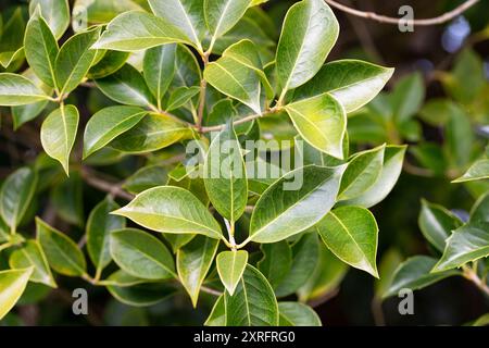 Le feuillage printanier de l'osmanthus d'arbuste à feuilles persistantes. Fond d'avant-toit. Banque D'Images