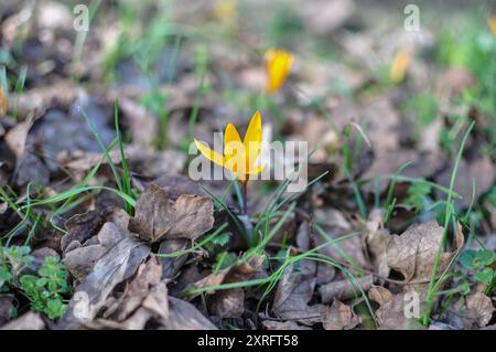 Tissu d'or Crocus (Crocus angustifolius) Plantae Banque D'Images