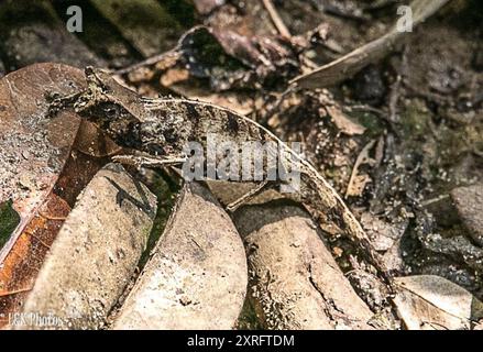 Perinet Leaf Chameleon (Brookesia therezieni) Reptilia Banque D'Images