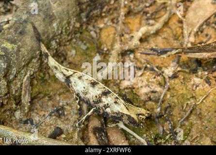 Perinet Leaf Chameleon (Brookesia therezieni) Reptilia Banque D'Images