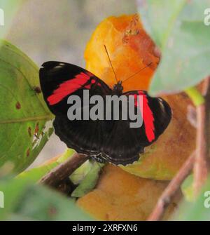 Sœur à bandes roses (Adelpha lycorias) Insecta Banque D'Images