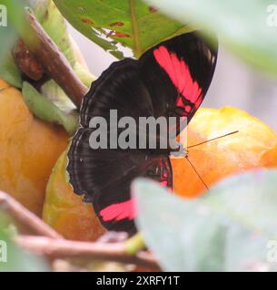 Sœur à bandes roses (Adelpha lycorias) Insecta Banque D'Images