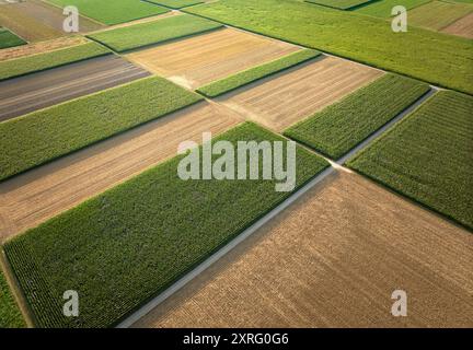 plan aérien géométrique de champs de maïs et de blé partiellement récoltés Banque D'Images