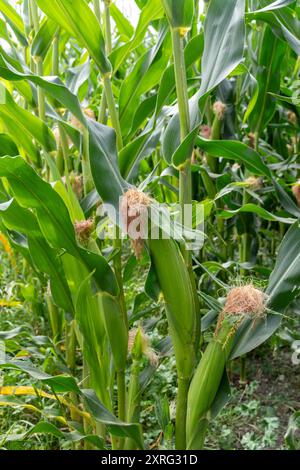 Maïs également appelé maïs (Zea mays) cultivé dans un champ dans le Hampshire, Angleterre, Royaume-Uni Banque D'Images