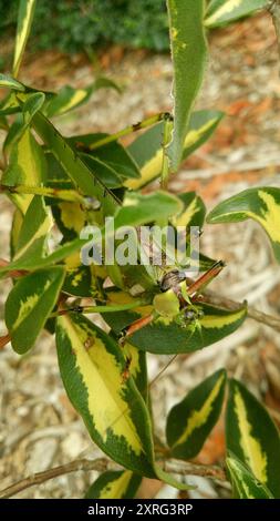 Insecte katydid (Ephippitytha trigintiduoguttata) à 32 taches Banque D'Images