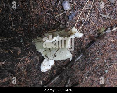 Champignons verts Brittlegill (Russula aeruginea) Banque D'Images