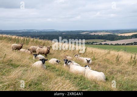 Sheep Grazing Watership Down dans les North Hampshire Downs près de Kinsclere, Hampshire, Angleterre, Royaume-Uni Banque D'Images