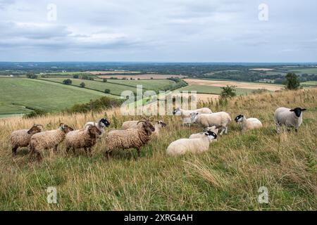 Sheep Grazing Watership Down dans les North Hampshire Downs près de Kinsclere, Hampshire, Angleterre, Royaume-Uni Banque D'Images