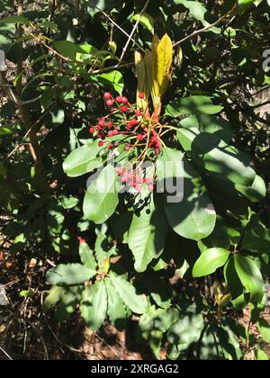 Photinia chinoise (Photinia serratifolia) Plantae Banque D'Images