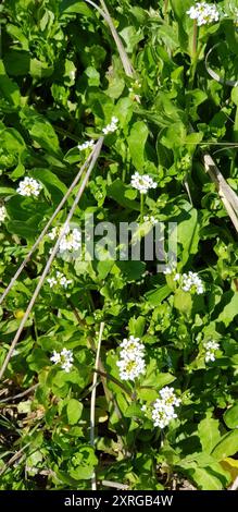 Moutarde blanche (Calepina irregularis) Plantae Banque D'Images