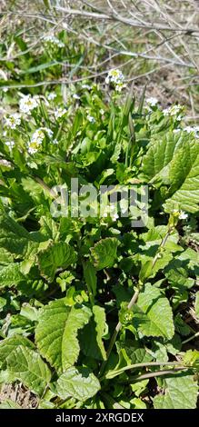 Moutarde blanche (Calepina irregularis) Plantae Banque D'Images