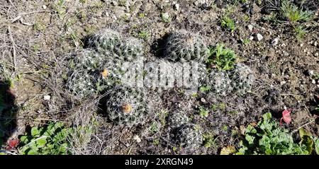 Cactus à mamelons rainurés (Coryphantha sulcata) Plantae Banque D'Images