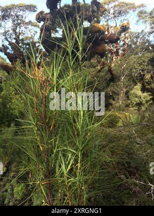 Inaka (Dracophyllum longifolium) Plantae Banque D'Images