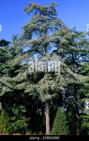 Cèdre de l'Atlas (Cedrus atlantica), Pinaceae. grand conifère, plante ornementale. Château de Sammezzano, Toscane, Italie. Banque D'Images