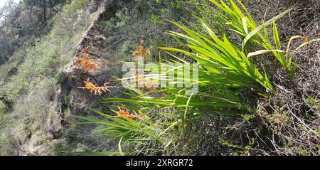 Drapeau africain (Chasmanthe floribunda) Plantae Banque D'Images